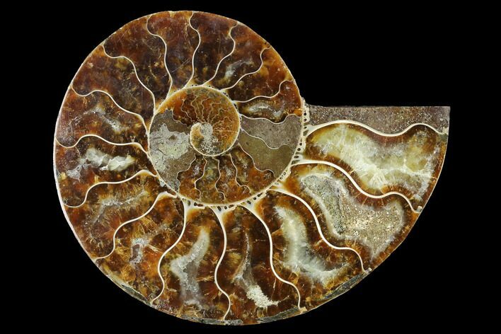 Cut & Polished Ammonite Fossil (Half) - Madagascar #166801
